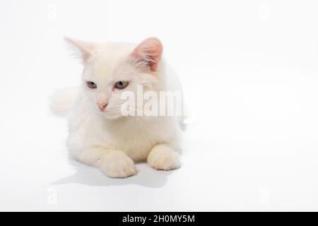 Cute cat on white background Stock Photo