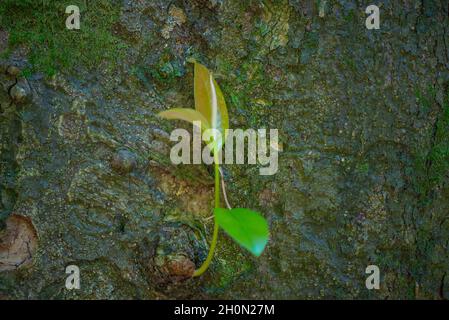a leaf grows from a tree trunk in the Batumi Botanical Garden Stock Photo