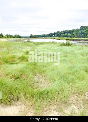 High marsh grasses (Spartina patens) and Disticlious spikata) at the West Meadow Marsh Complex in Stony Brook, Long Island, New York. Stock Photo