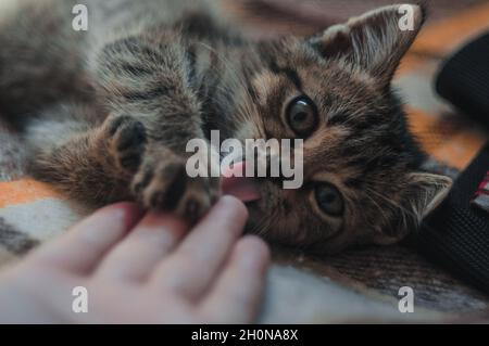 Little fluffy kitten playing with a human hand. Stock Photo
