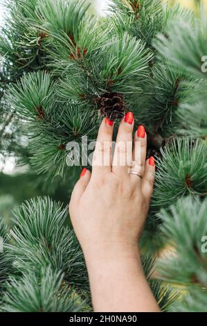 Woman Hand Tree Female hand touching pine tree with water drops in the wild forest ...