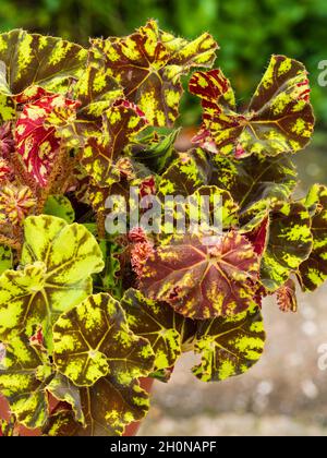 Patterned yellow and brown foliage of the tender rex type houseplant begonia, Begonia 'Zumba'