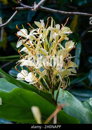 Highly scented cream flowers of the hardy perennial ginger lily, Hedychium 'Devon Cream' Stock Photo