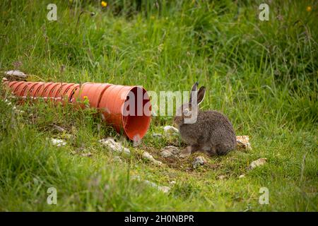 wild rabbit in grass in Alps Stock Photo