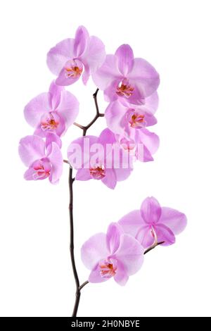 Beautiful luxury purple orchid flower isolated on white background. Stock Photo