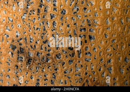 texture of ripe melon close-up. background texture. Stock Photo