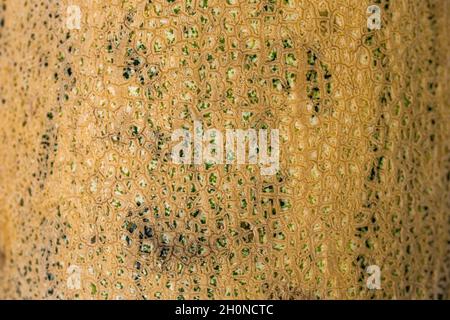 Texture. Close up view of textured yellow melon peel. Stock Photo