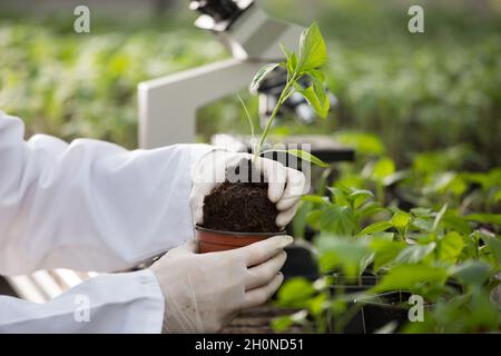 Close up of female hands with gloves holding flower pot with seedling in greenhouse with microscope in background Stock Photo
