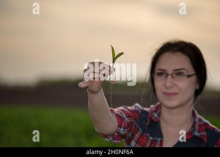 Close up of sprout in woman's hand. Pretty young woman agronomist taking care about seedlings in field Stock Photo