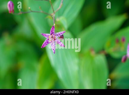 closeup of the beautiful and unusal spotted Japanese Toad Lily (Tricyrtis Hirta) with purple-white flower Stock Photo