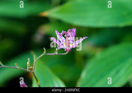 closeup of the beautiful and unusal spotted Japanese Toad Lily (Tricyrtis Hirta) with purple-white flower Stock Photo