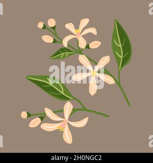 Blossom of lemon. Branches with pink flowers.Vector illustration Stock Vector