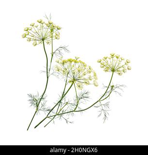 Branch of fresh green dill herb leaves isolated on white background.  Flowering plant dill. Stock Photo