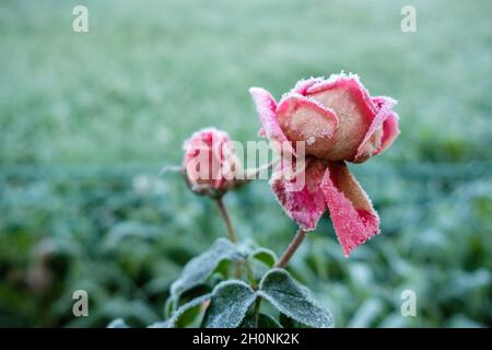 Selective focus on a rosebud covered with hoarfrost. Pink flower in crystals of frost. Frozen rose petals. Soft focus and blurred background. Stock Photo