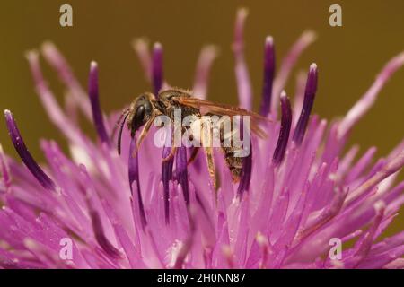 Closeup of a small, female bronze furrow bee, Halictus tumulorum Stock Photo