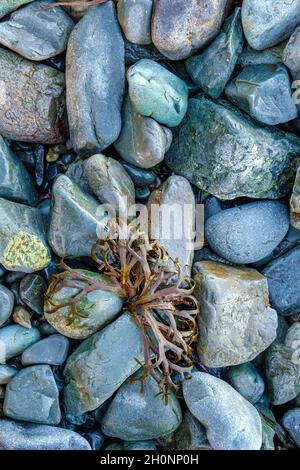 Detail of kelp washed up on to beach rocks, Neck Point Park, Nanaimo, Vancouver Island, BC, Canada Stock Photo