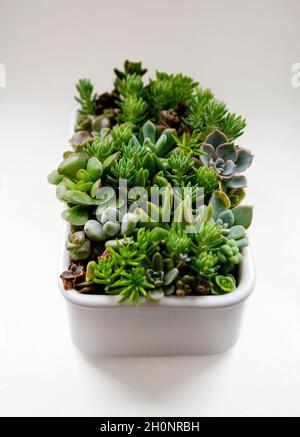 Small succulents garden in ceramic planter isolated on white background Stock Photo