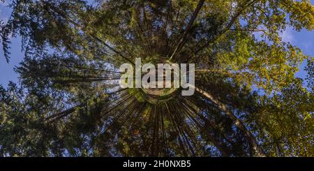 hyperbolic little planet projection of spherical panorama in sunny autumn day in pine forest with blue sky Stock Photo
