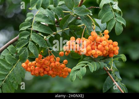 Rowan Berries, Rowan Berry (Sorbus aucuparia) Stock Photo