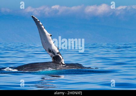 Large humpback whale lying on its side with pectoral fin extended as if waving. Stock Photo