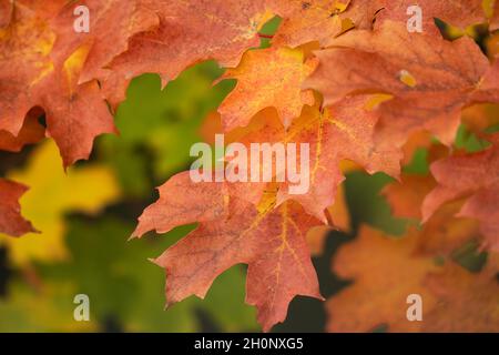 Autumn, Fall Colors Maple Leaves Stock Photo