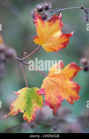Autumn, Fall Colors Maple Leaves Stock Photo