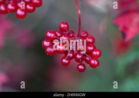 Red Viburnum Berries Stock Photo