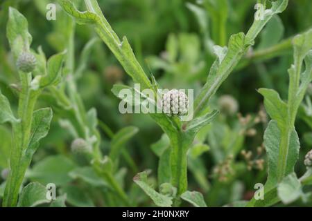 Chrysanthemum balsamita with a natural background. Traditional medicine to ease pain and cramps Stock Photo