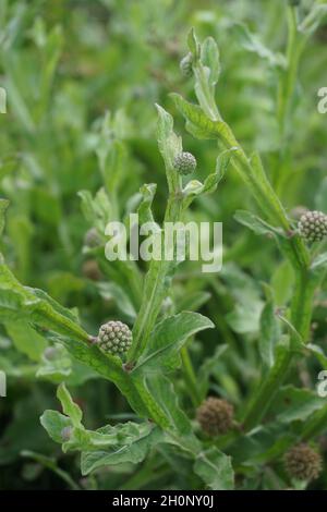 Chrysanthemum balsamita with a natural background. Traditional medicine to ease pain and cramps Stock Photo