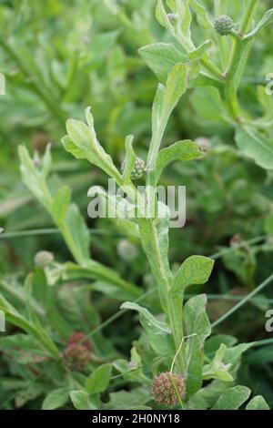 Chrysanthemum balsamita with a natural background. Traditional medicine to ease pain and cramps Stock Photo