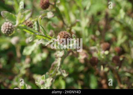 Chrysanthemum balsamita with a natural background. Traditional medicine to ease pain and cramps Stock Photo