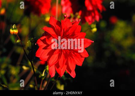 A red dahlia flower in warm sunlight against a dark green background of foliage from other plants Stock Photo