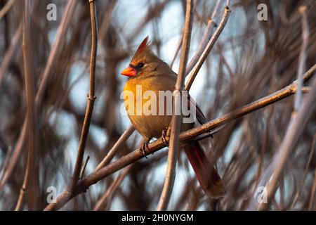 Incredible beautiful wildlife birding photograph of a single gold and red colored female northern cardinal sitting perched in a thin tree branch with Stock Photo