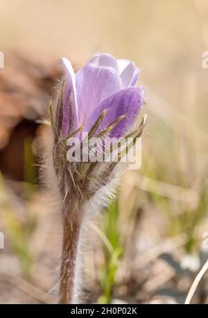 Pasque Flower (Anemone patens) Red Feather Lakes, Co. Stock Photo