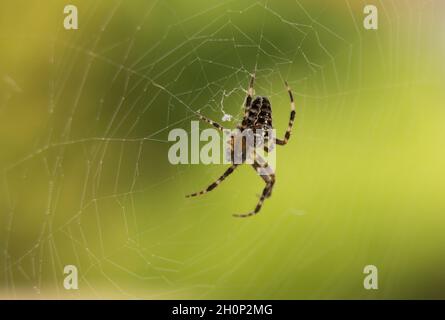 Spider on his web - Green Background Stock Photo