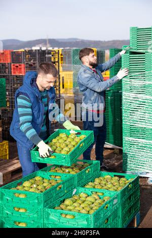 Focused workers preparing crates with freshly harvested artichokes for storage or delivery to stores on farm plantation Stock Photo