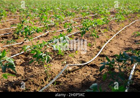 Automatic drip irrigation system for tomato seedlings in a field Stock Photo