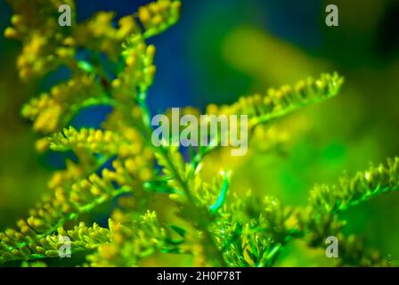 Goldenrod (Solidago) grows wild, Oct. 1, 2010, in Fairhope, Alabama. The native wildflower grows to approximately five feet tall. Stock Photo