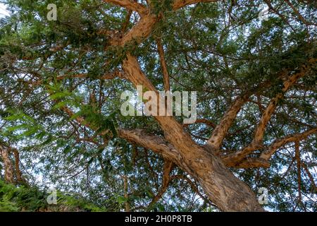 Vachellia sieberiana tree until recently known as Acacia sieberiana and commonly known as the paperbark thorn or paperbark acacia, native to southern Africa Stock Photo