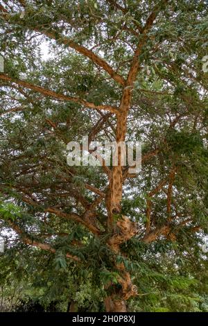Vachellia sieberiana tree until recently known as Acacia sieberiana and commonly known as the paperbark thorn or paperbark acacia, native to southern Africa Stock Photo
