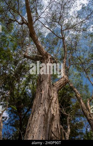 Albizia harveyi tree (Common Albizia) in the family Fabaceae native range from Kenya to South Africa. Stock Photo