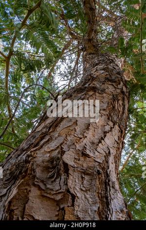 A close-up of the papery bark that gives the Vachellia sieberiana tree its vernacular name until recently known as Acacia sieberiana and commonly known as the paperbark thorn or paperbark acacia, native to southern Africa Stock Photo
