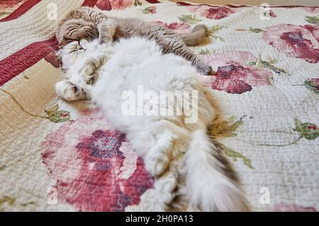 Two British cats, long-haired and short-haired, are hugging on the bed. Stock Photo