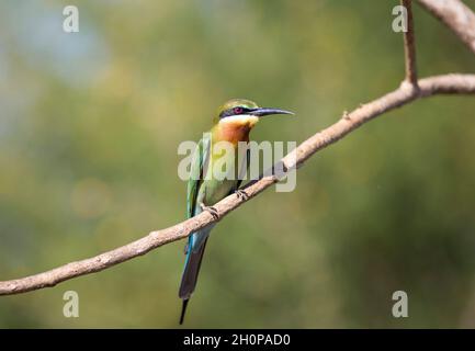 Blue-tailed bee-eater (Merops philippinus) bird from Sri Lanka standing on branch with green background Stock Photo