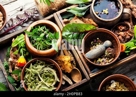 Medicinal herbs,plants and roots in alternative medicine.Big set of homeopathic herbs Stock Photo