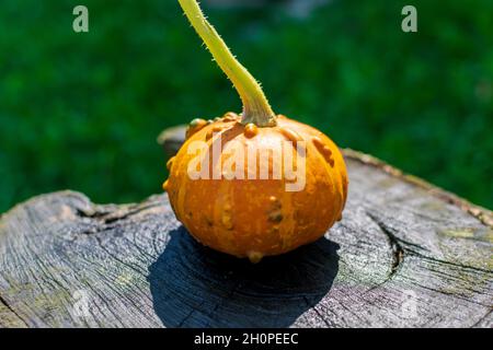 Pumpkin Zombie Hybrid on a wooden table in nature Stock Photo