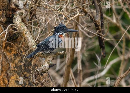 Giant Kingfisher - Megaceryle maxima, large colored kingfisher from African rivers and lakes, Murchison falls, Uganda. Stock Photo