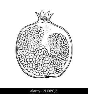 Pomegranate outline sketch isolated on white background. Vector illustration. Stock Vector