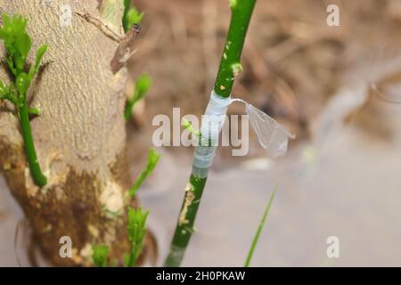 Close-up of Improved variety graft successful on lemon plant Stock Photo