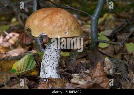 Edible mushroom Leccinum versipelle in birch forest. Known as orange birch bolete. Wild bolete mushroom growing in the leaves. Stock Photo